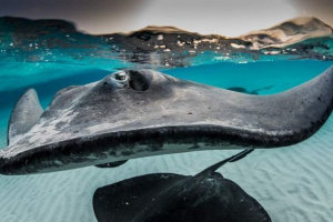 Ponad pięćdziesiąt łyżwy cierpiał w zoo brookfield